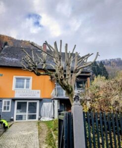 Baumschnitt Graz Bild 1