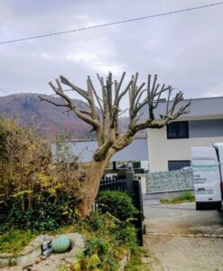 Baumschnitt Graz Bild 2