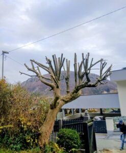 Baumschnitt Graz Bild 3