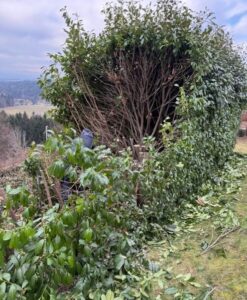 Gartenpflege Graz und Umgebung Bild 2