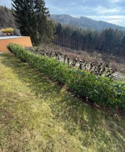 Gartenpflege Graz und Umgebung Bild 3