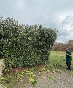 Heckenschnitt Graz Bild 1