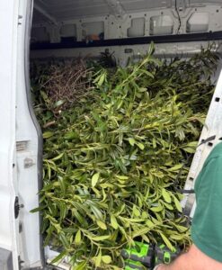 Heckenschnitt Graz Bild 3