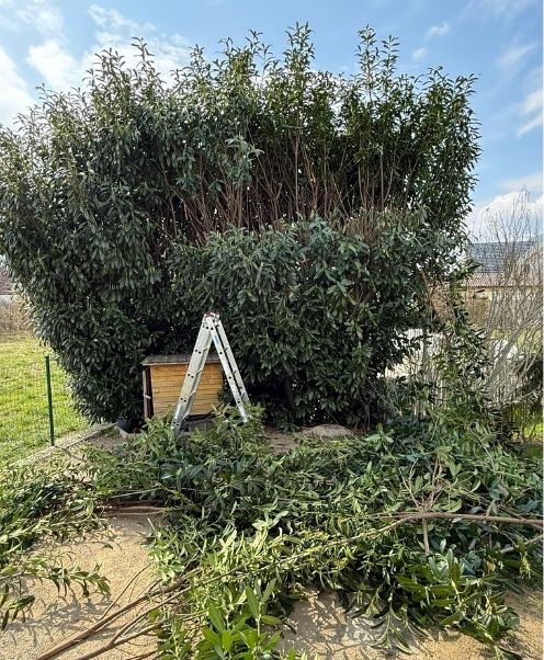 Heckenschnitt Graz Titelbild