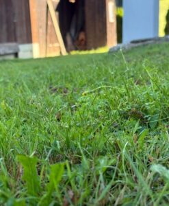Rasenmähen Bild2