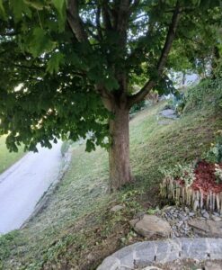 Grünschnitt Voitsberg Bild 2