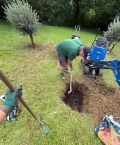 Baum pflanzen Graz Bild 2