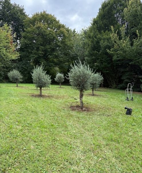 Baum pflanzen Graz Titelbild