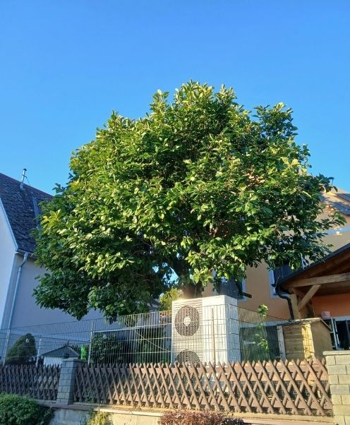 Baumschnitt Premstätten Titelbild